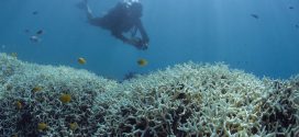 Global Coral Bleaching Continues For a Record Third Year, Scientists Say