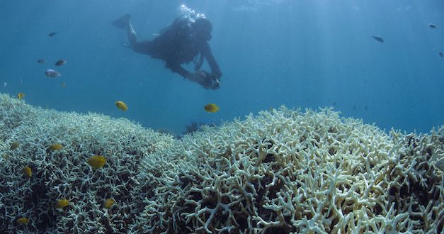 Global Coral Bleaching Continues For a Record Third Year, Scientists Say