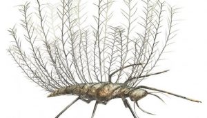 Insects used bizarre camouflage 100 million years ago, says new research