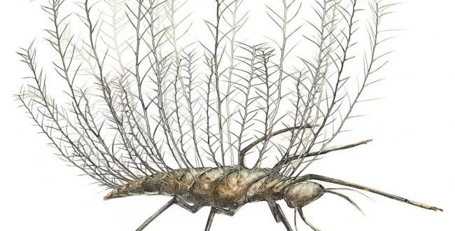 Insects used bizarre camouflage 100 million years ago, says new research