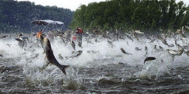 Invasive Asian Carp Respond Strongly to Carbon Dioxide; says new research