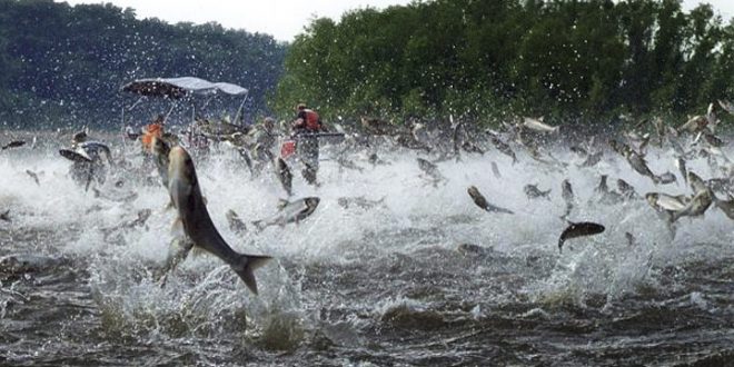 Invasive Asian Carp Respond Strongly to Carbon Dioxide, says new research