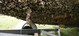 Invasive Mussels: Contaminated boats stopped