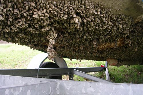 Invasive Mussels: Contaminated boats stopped