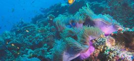 June 8th is World Oceans Day – It’s time to take action for the ocean!