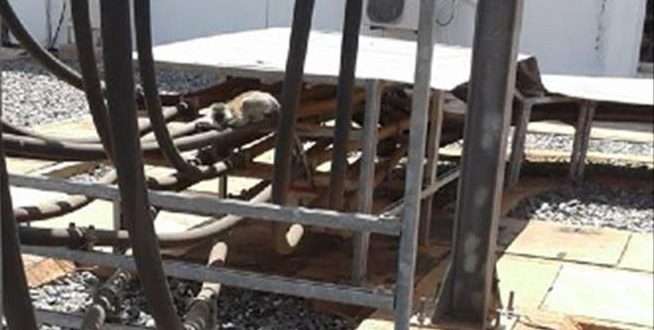Kenya: Monkey Cause National Blackout