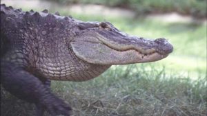 Lakeland alligator trapped after being found with body in mouth