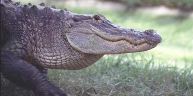 Lakeland alligator trapped after being found with body in mouth