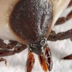 Lyme disease: Health officials warn of rise in cases and tick bites