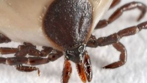Lyme disease: Health officials warn of rise in cases and tick bites