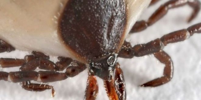 Lyme disease- Health officials warn of rise in cases and tick bites