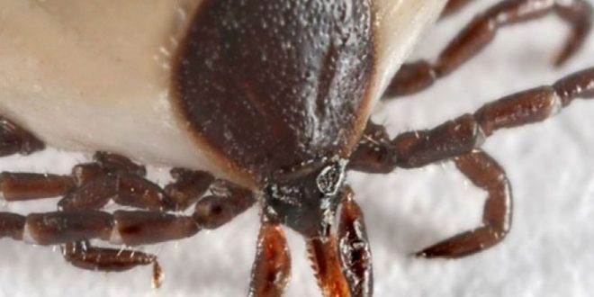 Lyme disease: Health officials warn of rise in cases and tick bites