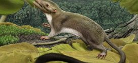 Mammals Nearly Went Extinct Along With the Dinosaurs, says new research