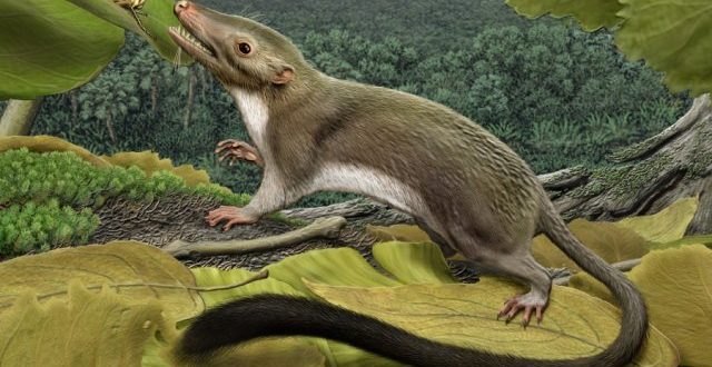 Mammals Nearly Went Extinct Along With the Dinosaurs, says new research