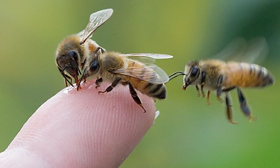 Mark Winston: Bee expert at The Bookshelf on Friday