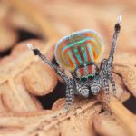 Meet 7 New Australian Peacock Spider Species