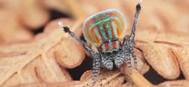 Meet 7 New Australian Peacock Spider Species