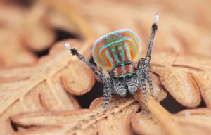 Meet 7 New Australian Peacock Spider Species