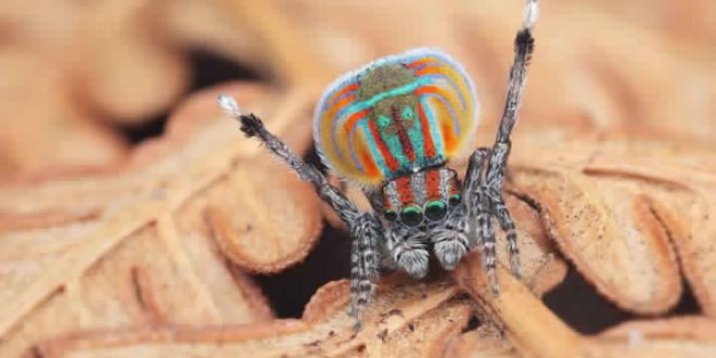 Meet 7 New Australian Peacock Spider Species