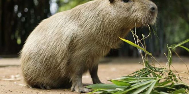 One of two fugitive capybaras caught