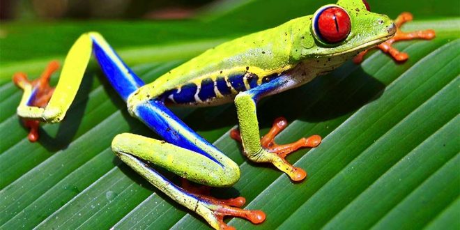 Red-eyed tree frog embryo escape plan revealed “Video”