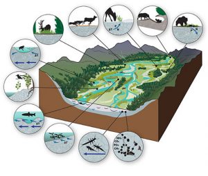 Research Shows Importance of Gravel-Bed Rivers