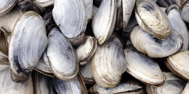 Transmissible Cancers Plague Mollusks, says new research
