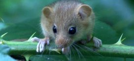 Researchers declare first mammal extinction due to climate change