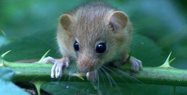 Researchers declare first mammal extinction due to climate change