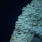 Researchers discover largest sponge known in the world