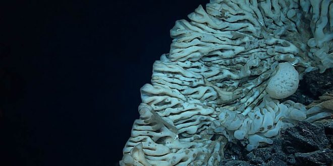 Researchers discover largest sponge known in the world