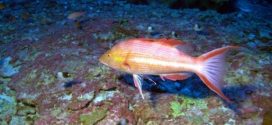 Scientists discover three new species of fish off Hawaii