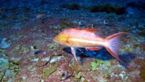 Scientists discover three new species of fish off Hawaii