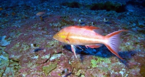 Scientists discover three new species of fish off Hawaii