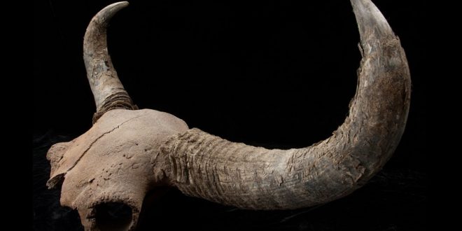 Scientists follow the bison for clues to mystery of ancient America's settlement