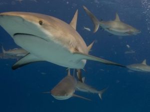 Shark Bites Boy Surfing at Atlantic Beach: Officials