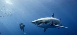 Shark kills diver in Australia, 2nd fatal attack in a week