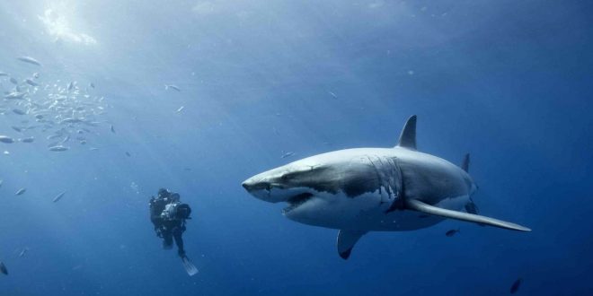 Shark kills diver in Australia, 2nd fatal attack in a week