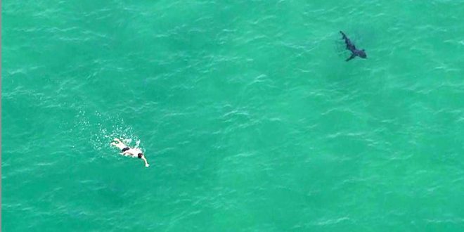 Shark sightings prompt closure of two California beaches