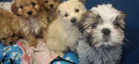 Study: Two possible locations for origin of domesticated dogs