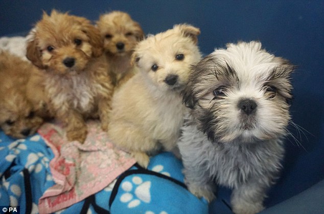Study: Two possible locations for origin of domesticated dogs - Canada