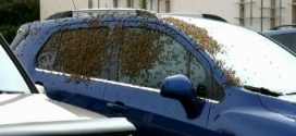 Swarm of bees busy at Nanaimo shopping centre (Video)