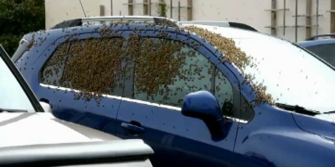 Swarm of bees busy at Nanaimo shopping centre (Video)