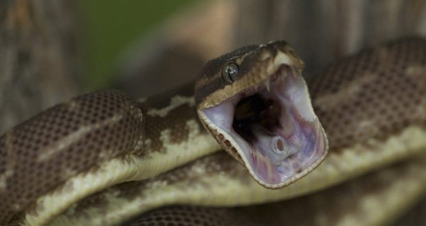 Terrorism, Heights and Snakes are Top Fears in British Columbia