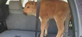 Tourist who put Yellowstone bison calf in SUV gets probation