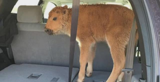 Tourist who put Yellowstone bison calf in SUV gets probation