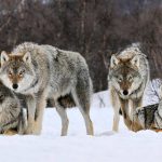 Wolf warning issued for Banff National Park, Report