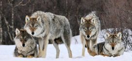 Wolf warning issued for Banff National Park, Report