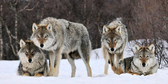 Wolf warning issued for Banff National Park, Report