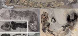 500-Million-Year-Old Worms Lived in Tube-Like Houses